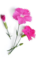 bec6b9d9c5b8_281529.jpg
